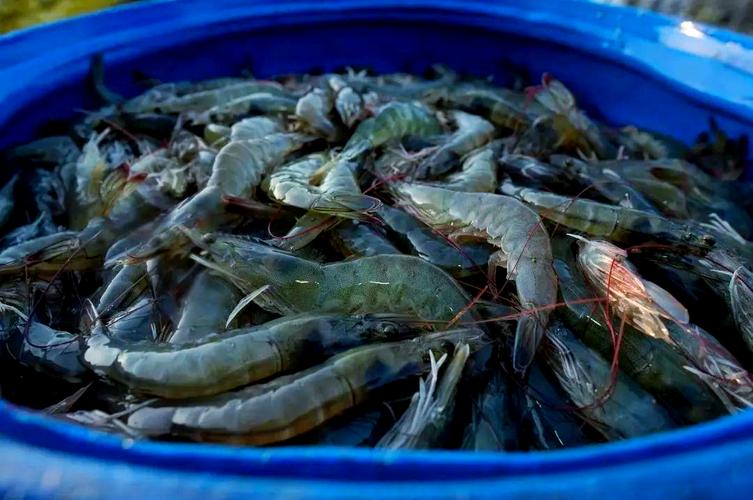 青虾养殖技术视频有哪些关键点?-图2 青虾养殖技术视频有哪些关键点?-图2