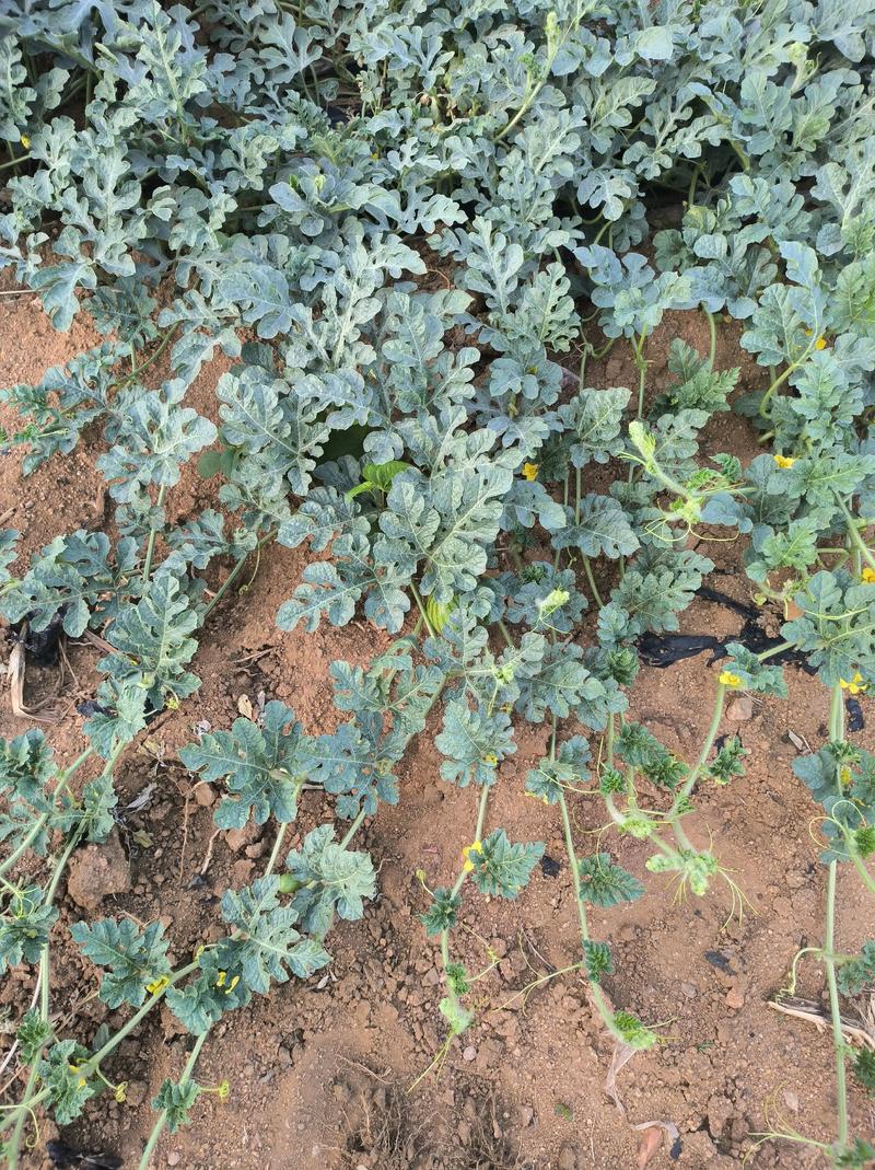 河北露地西瓜怎么种才高产？-图1