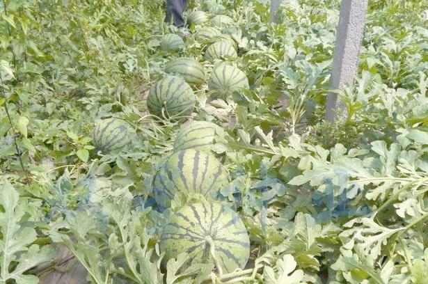 河北露地西瓜怎么种才高产？-图3