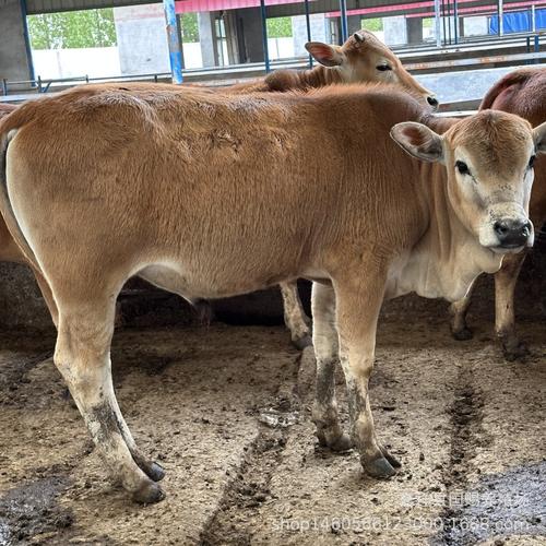 山东养牛选什么品种好？-图1