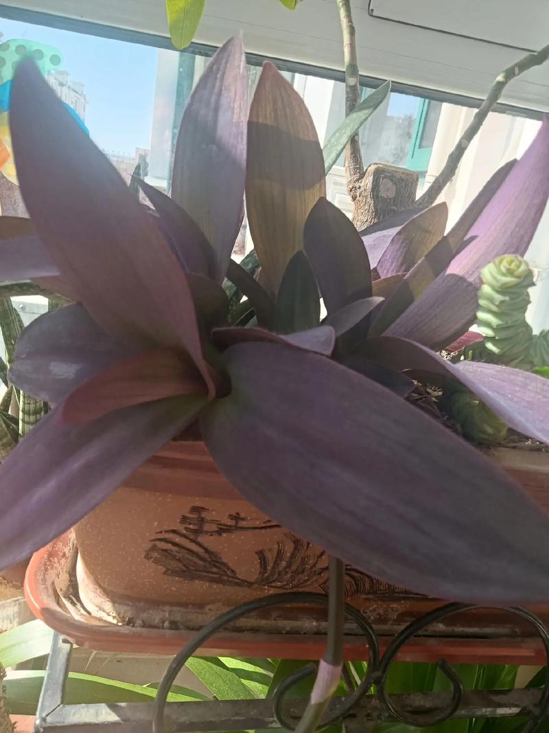 紫罗兰盆栽品种多，哪种最适合新手？-图3