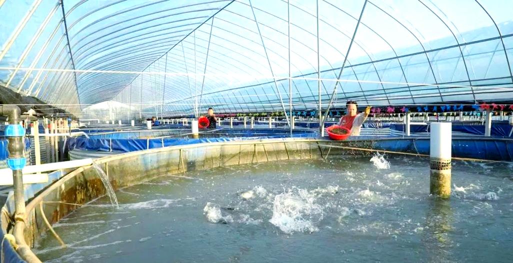 北方大棚淡水养鱼技术难点有哪些？-图2