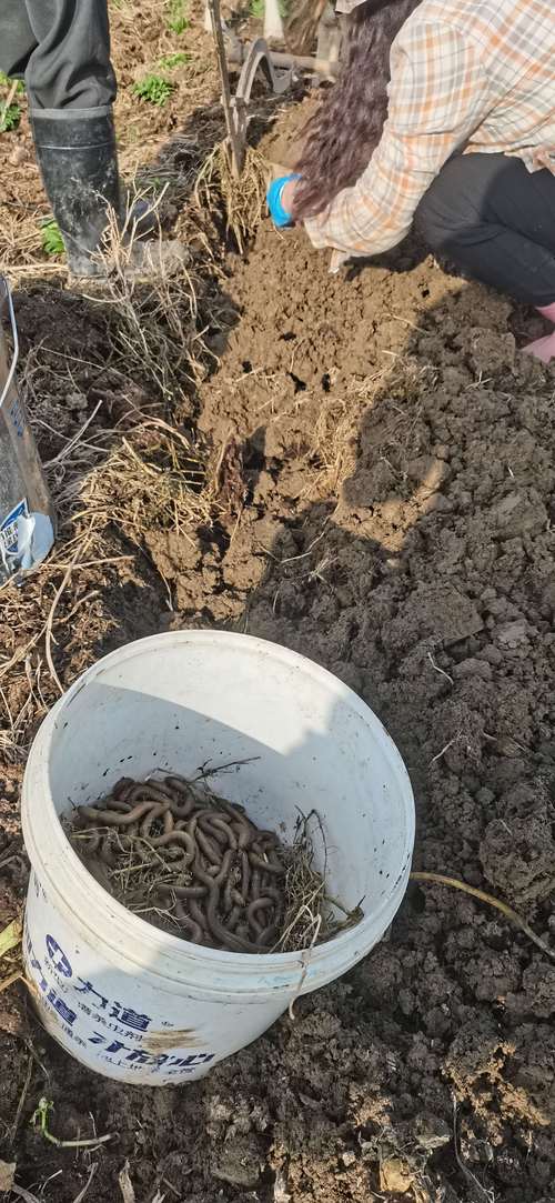 南方蚯蚓养殖技术视频,如何快速掌握核心要点?-图2 南方蚯蚓养殖技术视频,如何快速掌握核心要点?-图2