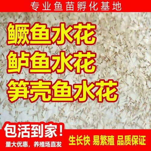 桂花鱼苗水花如何高效养殖？-图1