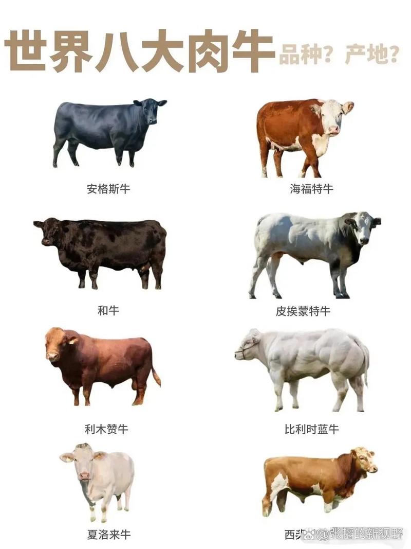 西门塔尔奶牛有哪些核心优势？-图1