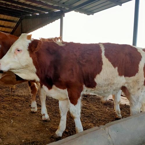 西门塔尔牛价格多少钱一头？-图3