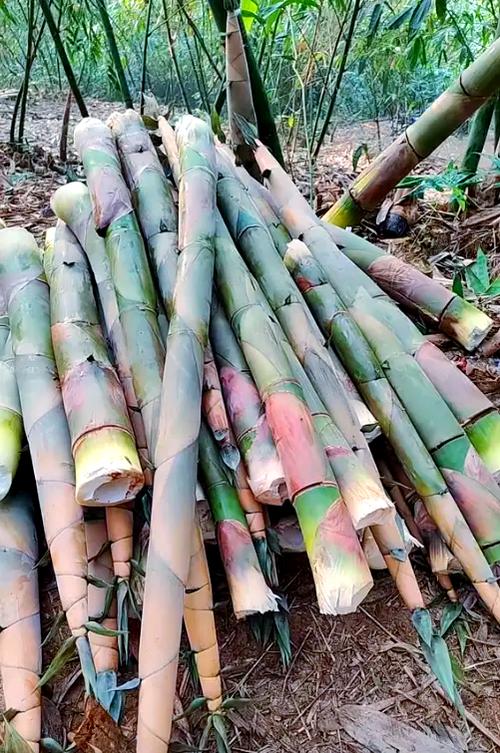 平原竹笋高产种植有何秘诀?-图1 平原竹笋高产种植有何秘诀?-图1