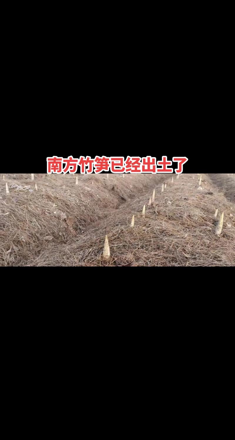 平原竹笋高产种植有何秘诀?-图2 平原竹笋高产种植有何秘诀?-图2