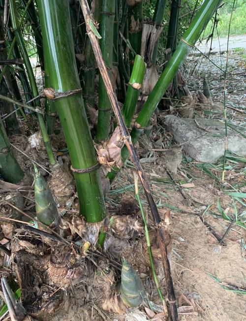 平原竹笋高产种植有何秘诀?-图3 平原竹笋高产种植有何秘诀?-图3