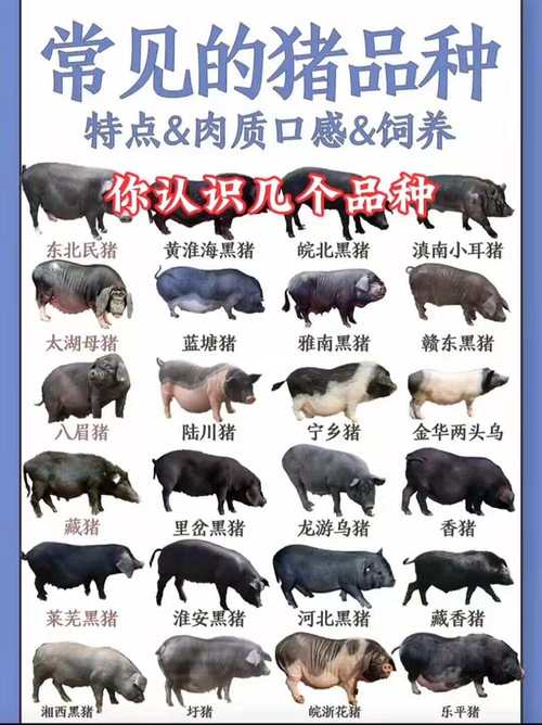 哪些猪种适合放养?-图2 哪些猪种适合放养?-图2