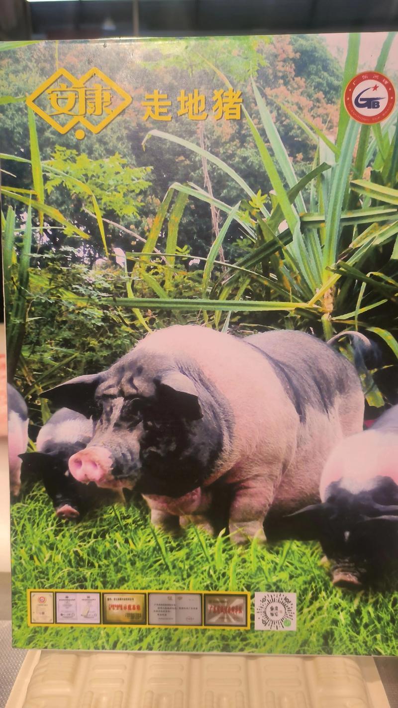 哪些猪种适合放养?-图1 哪些猪种适合放养?-图1