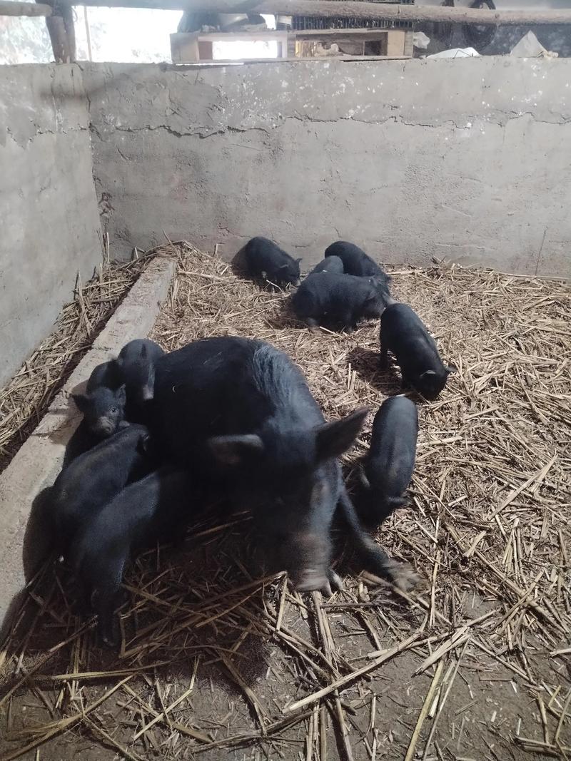 哪些猪种适合放养?-图3 哪些猪种适合放养?-图3