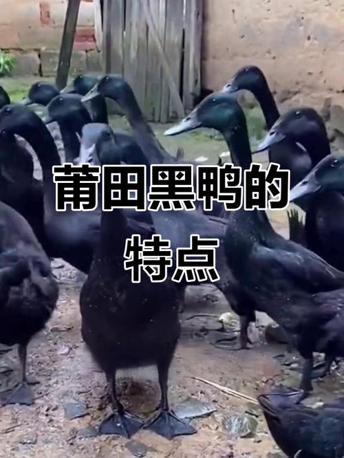 黑鸭子有哪些黑色品种？-图1