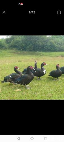 黑鸭子有哪些黑色品种？-图2