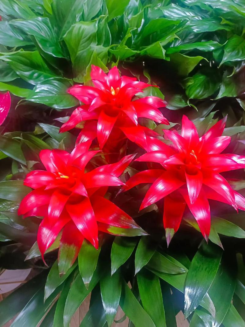 鸿运当头花有哪些常见品种？-图1