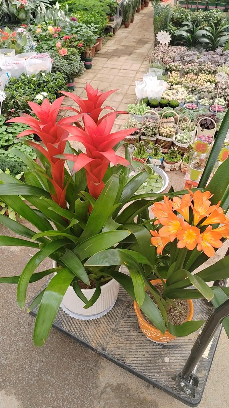 鸿运当头花有哪些常见品种？-图2