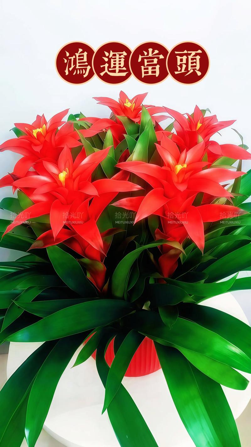 鸿运当头花有哪些常见品种？-图3