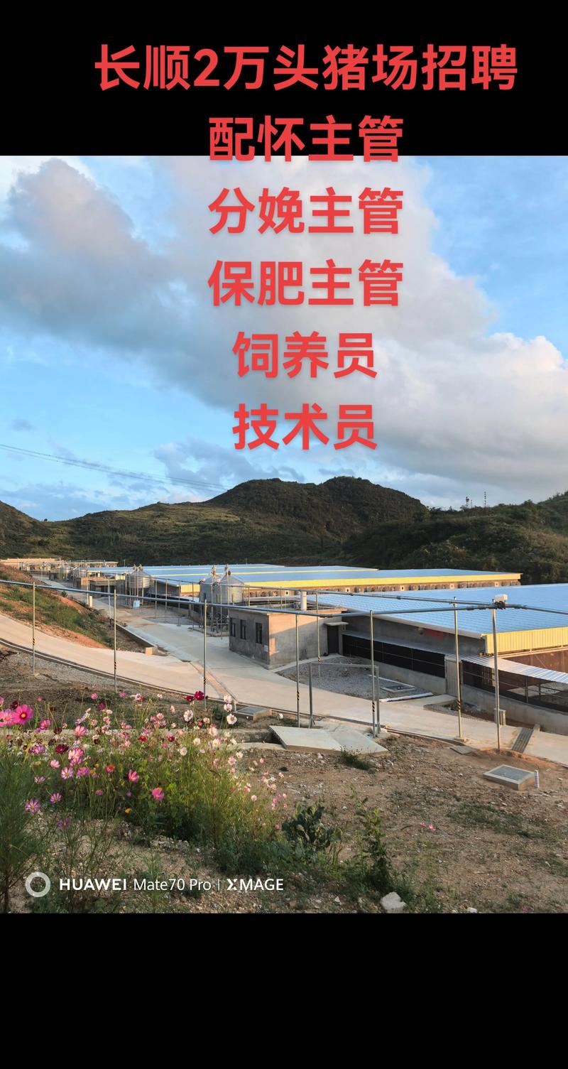 河南猪场技术场长招聘，薪资待遇如何？-图1