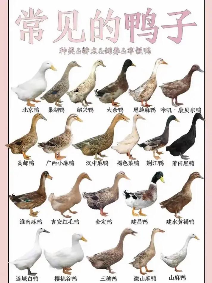 鹅品种有哪些？附图片详解。-图1