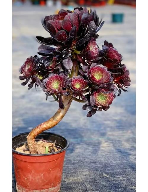 多肉法师哪个品种最漂亮？-图2