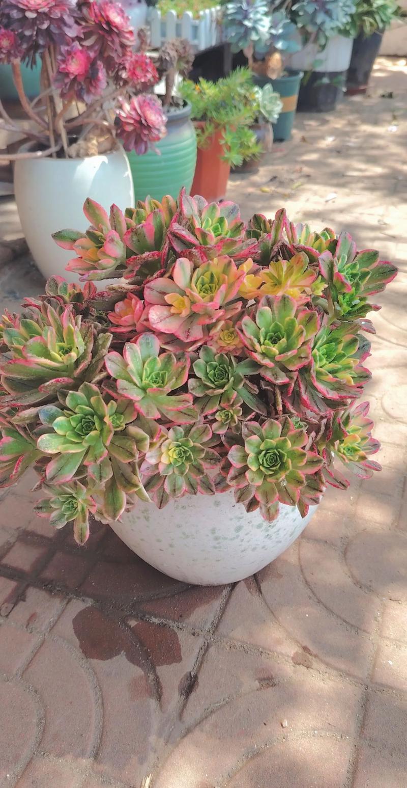 多肉法师哪个品种最漂亮？-图3