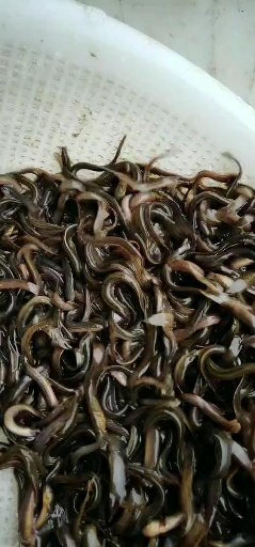 台湾泥鳅养殖技术有哪些要点?-图1 台湾泥鳅养殖技术有哪些要点?-图1
