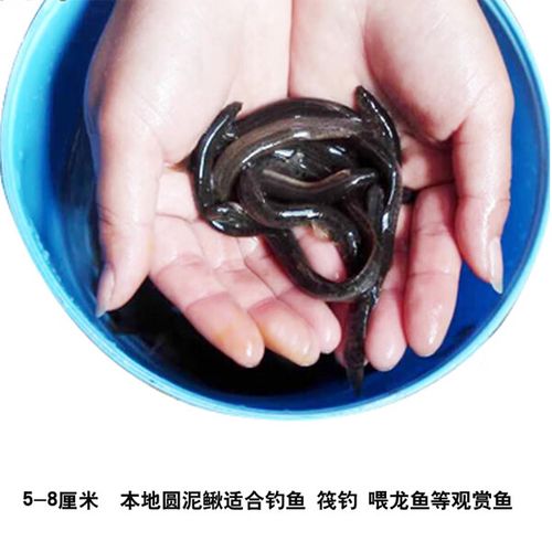 台湾泥鳅养殖技术有哪些要点?-图2 台湾泥鳅养殖技术有哪些要点?-图2