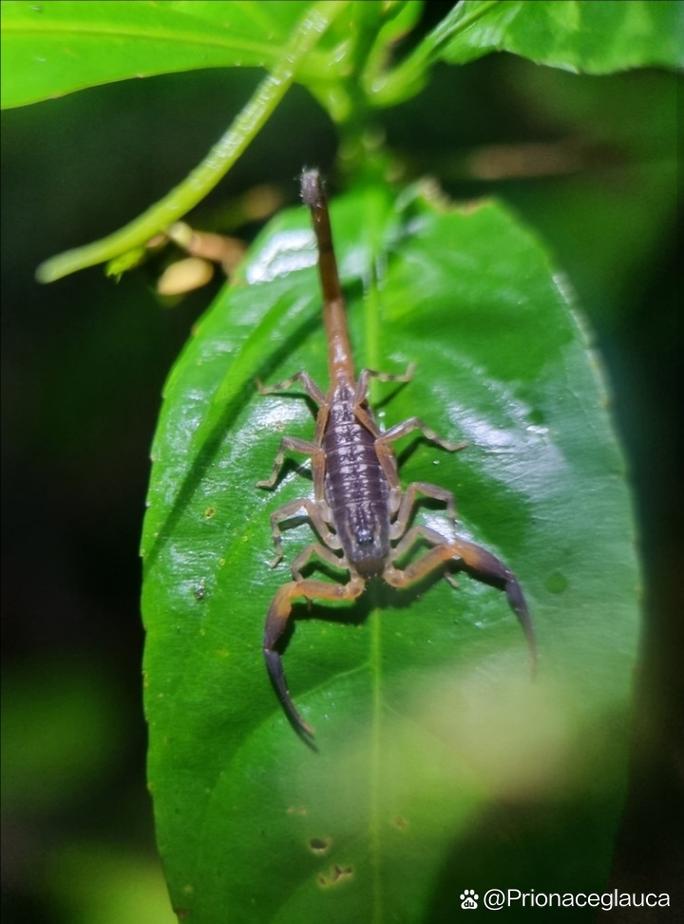 中国蝎子有哪些常见品种？-图3