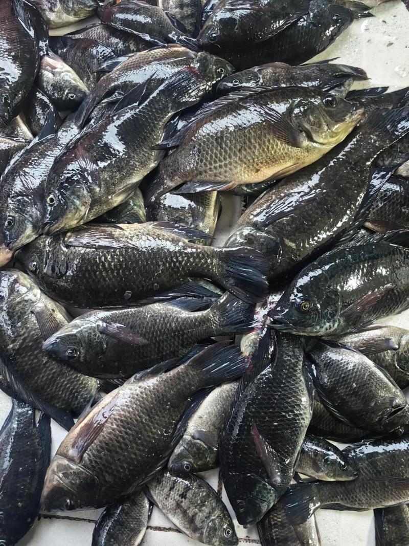 海水罗非鱼如何高效养殖?-图1 海水罗非鱼如何高效养殖?-图1