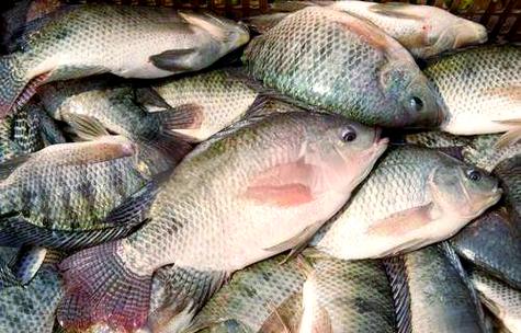 海水罗非鱼如何高效养殖?-图2 海水罗非鱼如何高效养殖?-图2