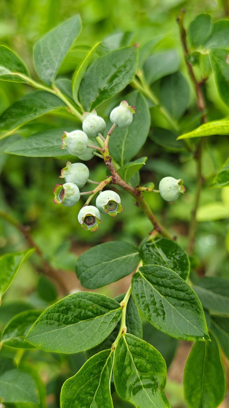 地栽蓝莓选什么品种好？-图1