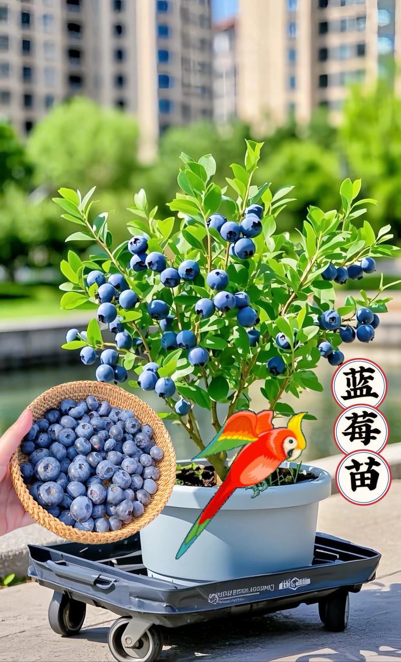 地栽蓝莓选什么品种好？-图3