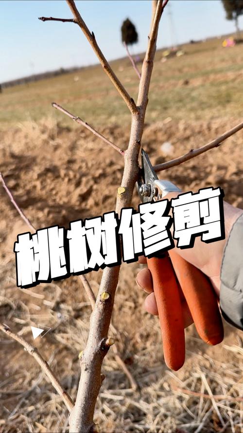 核桃春季修剪视频，关键技巧有哪些？-图1