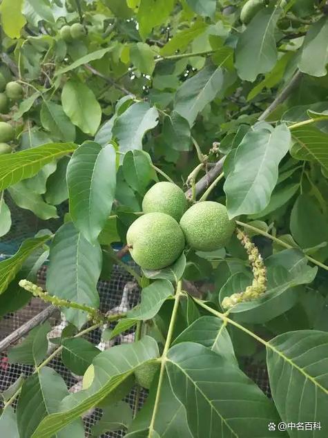 核桃春季修剪视频，关键技巧有哪些？-图2