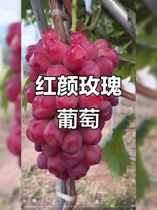 红色葡萄品种有哪些？-图1