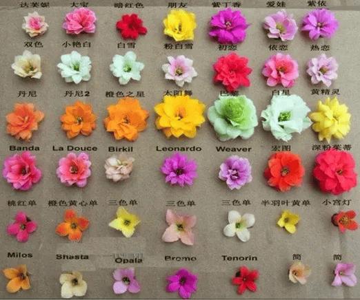 长寿花有哪些常见品种？-图2