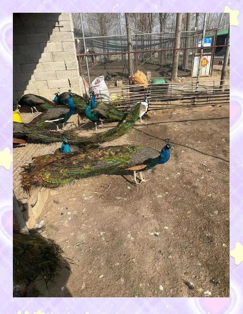 河南孔雀养殖基地有哪些核心技术?-图1 河南孔雀养殖基地有哪些核心技术?-图1