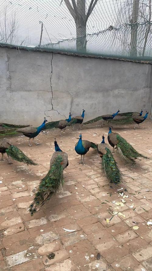 河南孔雀养殖基地有哪些核心技术?-图2 河南孔雀养殖基地有哪些核心技术?-图2