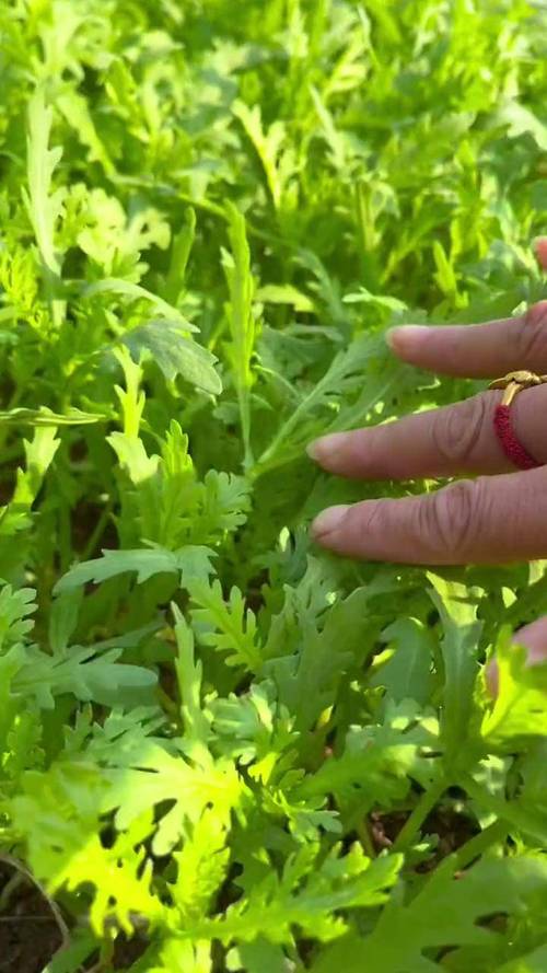 茼蒿种植视频怎么种才高产?-图1 茼蒿种植视频怎么种才高产?-图1