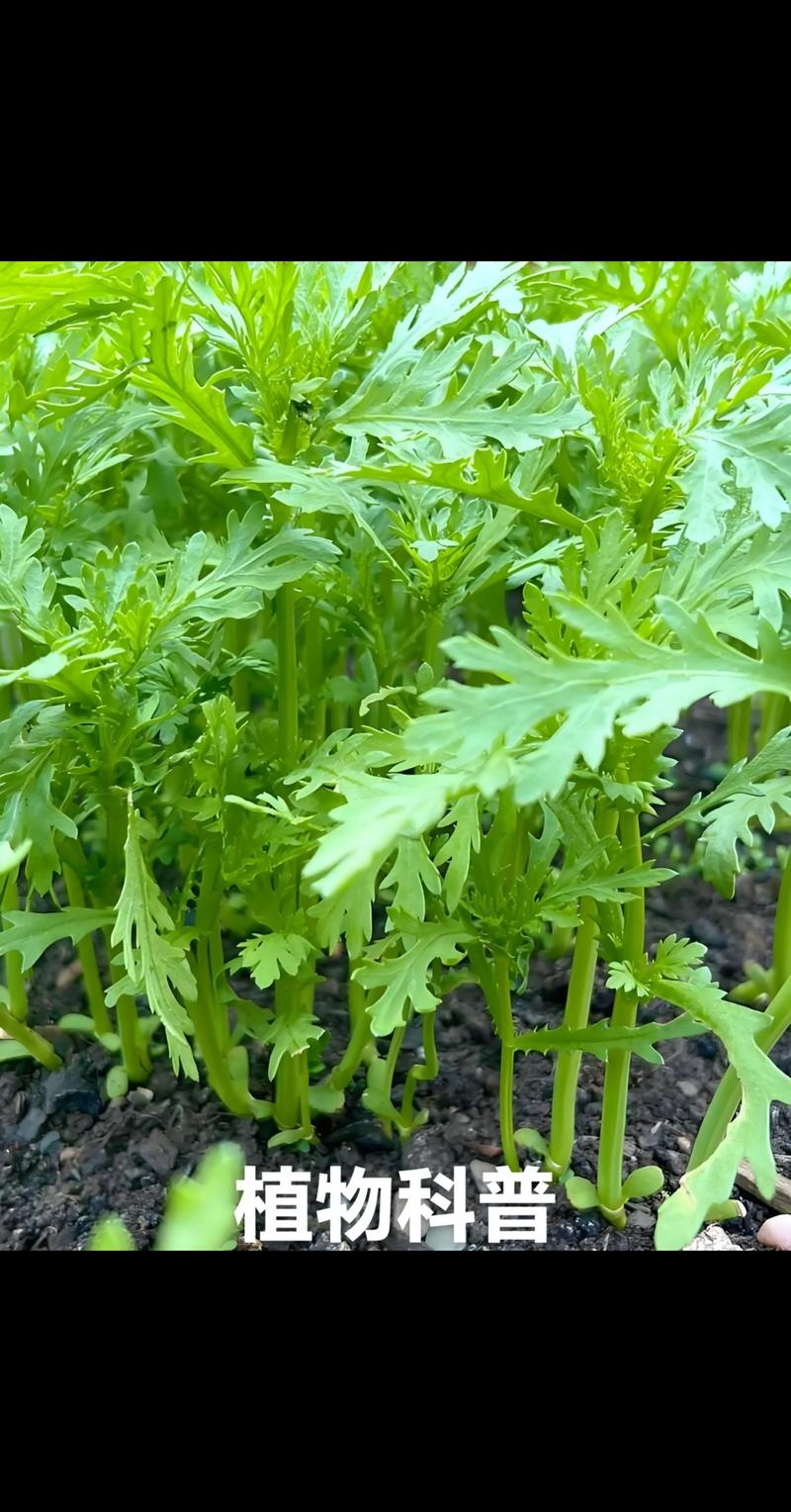 茼蒿种植视频怎么种才高产?-图2 茼蒿种植视频怎么种才高产?-图2