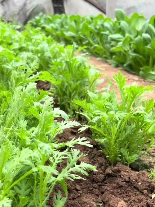 茼蒿种植视频怎么种才高产?-图3 茼蒿种植视频怎么种才高产?-图3