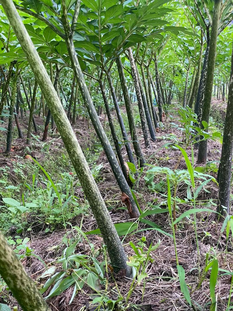 魔芋种植技术视频,新手能学会吗?-图1 魔芋种植技术视频,新手能学会吗?-图1