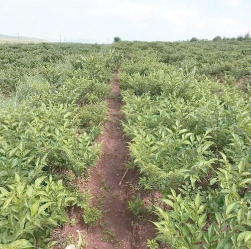 魔芋种植技术视频,新手能学会吗?-图2 魔芋种植技术视频,新手能学会吗?-图2