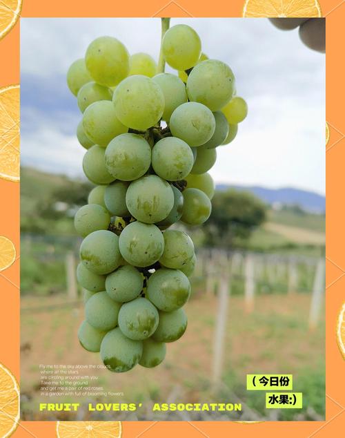 云南葡萄品种有哪些？-图1