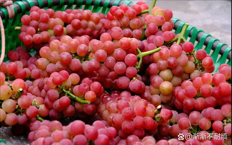 云南葡萄品种有哪些？-图2