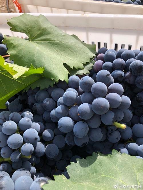 云南葡萄品种有哪些？-图3