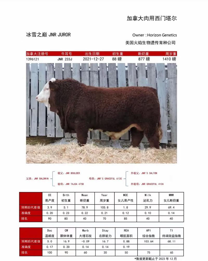 西门塔尔牛成品牛价格-图1 西门塔尔牛成品牛价格-图1