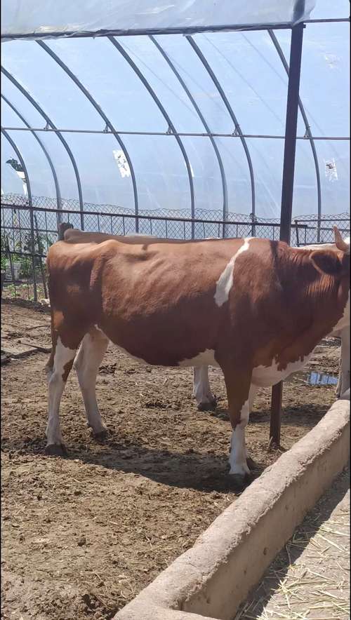 西门塔尔牛成品牛价格-图2