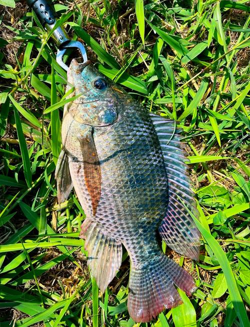 罗非鱼锦鲤混养，技术难点有哪些？-图2