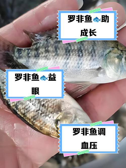 罗非鱼锦鲤混养，技术难点有哪些？-图3